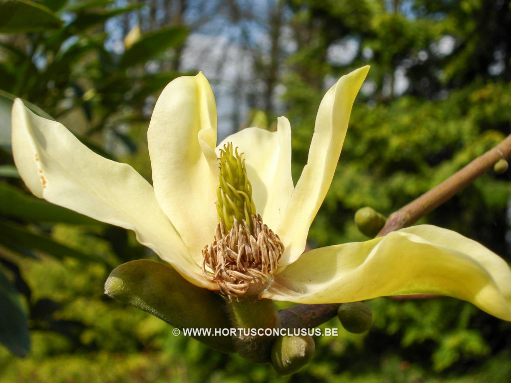Magnolia 'Golden Endeavour' - Sierboom - Hortus Conclusus  - 1