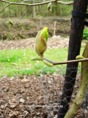 Magnolia 'Golden Endeavour' - Sierboom - Hortus Conclusus  - 2