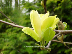 Magnolia 'Golden Endeavour' - Sierboom - Hortus Conclusus  - 3