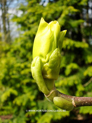 Magnolia 'Golden Endeavour' - Sierboom - Hortus Conclusus  - 4