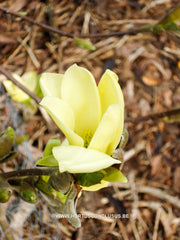 Magnolia 'Golden Gift' - Sierboom - Hortus Conclusus  - 1