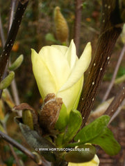 Magnolia 'Golden Gift' - Sierboom - Hortus Conclusus  - 2