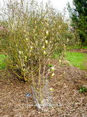 Magnolia 'Golden Gift' - Sierboom - Hortus Conclusus  - 3