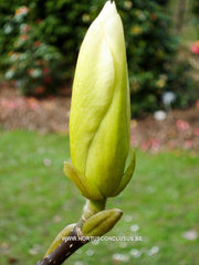 Magnolia 'Golden Gift' - Sierboom - Hortus Conclusus  - 4