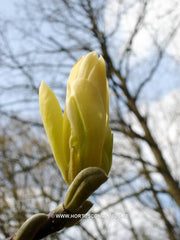 Magnolia 'Golden Gift' - Sierboom - Hortus Conclusus  - 5