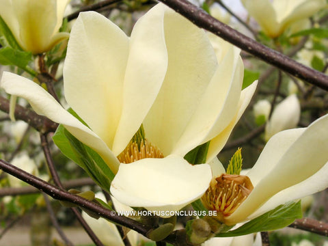 Magnolia 'Goldfinch'