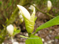 Magnolia 'Goldfinch' - Sierboom - Hortus Conclusus  - 2