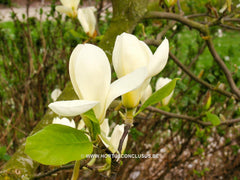 Magnolia 'Goldfinch' - Sierboom - Hortus Conclusus  - 3