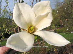 Magnolia 'Goldfinch' - Sierboom - Hortus Conclusus  - 4