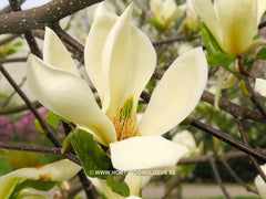 Magnolia 'Goldfinch' - Sierboom - Hortus Conclusus  - 5