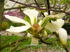 Magnolia 'Goldfinch' - Sierboom - Hortus Conclusus  - 6