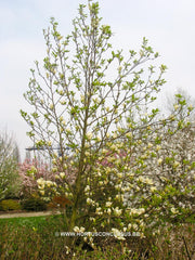 Magnolia 'Goldfinch' - Sierboom - Hortus Conclusus  - 8