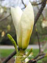 Magnolia 'Goldfinch' - Sierboom - Hortus Conclusus  - 9