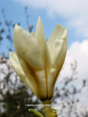 Magnolia 'Goldfinch' - Sierboom - Hortus Conclusus  - 10