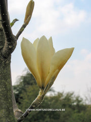 Magnolia 'Goldfinch' - Sierboom - Hortus Conclusus  - 11