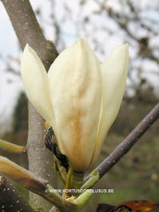 Magnolia 'Goldfinch' - Sierboom - Hortus Conclusus  - 12