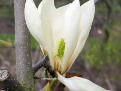Magnolia 'Goldfinch' - Sierboom - Hortus Conclusus  - 13
