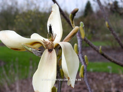 Magnolia 'Goldfinch' - Sierboom - Hortus Conclusus  - 14