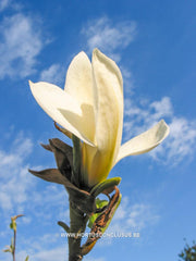 Magnolia 'Goldfinch' - Sierboom - Hortus Conclusus  - 15