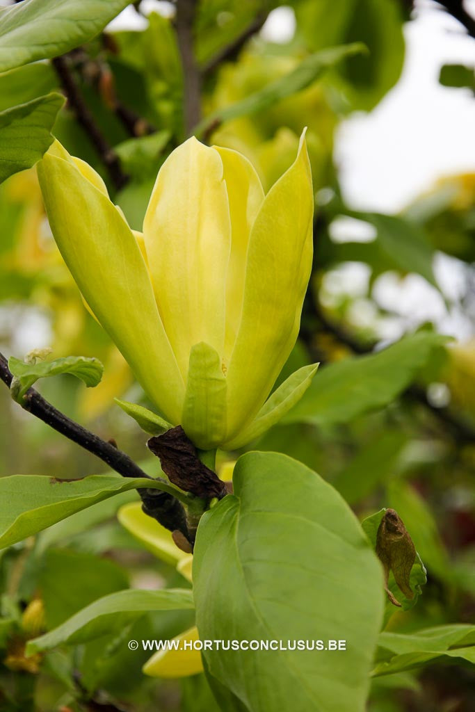 Magnolia 'Green Bee' - Sierboom - Hortus Conclusus  - 1