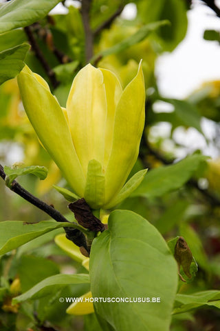 Magnolia 'Green Bee'