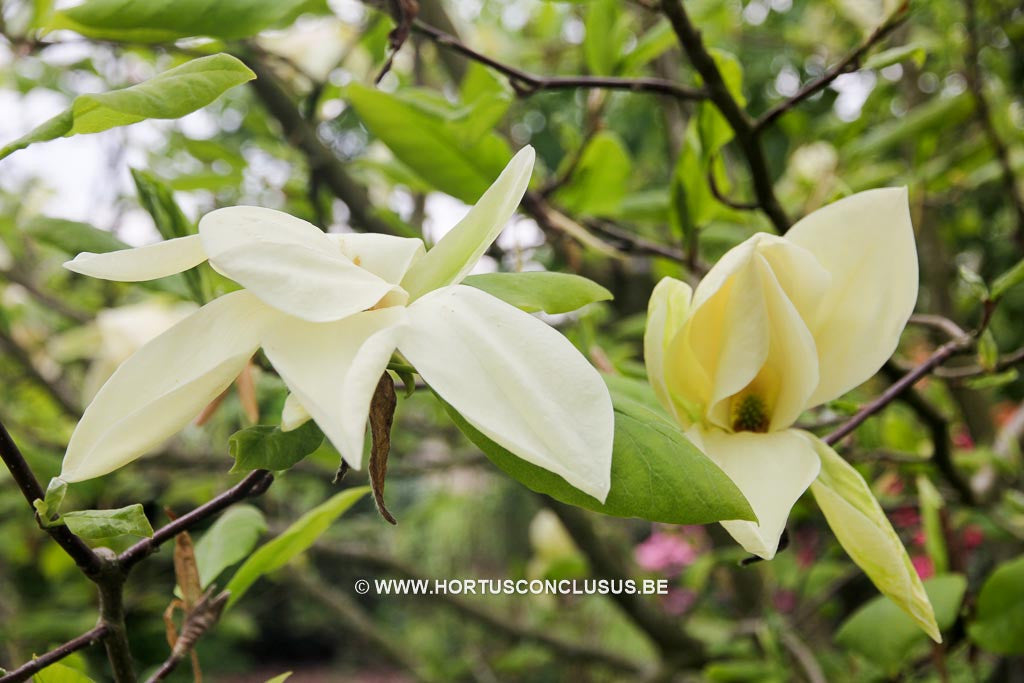 Magnolia 'Green Snow' - Sierboom - Hortus Conclusus  - 1