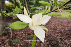 Magnolia 'Green Snow' - Sierboom - Hortus Conclusus  - 2