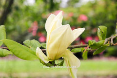 Magnolia 'Green Snow' - Sierboom - Hortus Conclusus  - 3