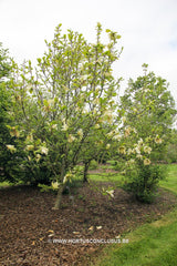 Magnolia 'Green Snow' - Sierboom - Hortus Conclusus  - 4