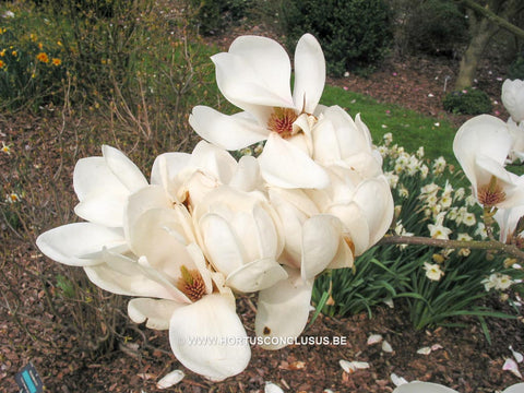 Magnolia 'Gresham GG11'