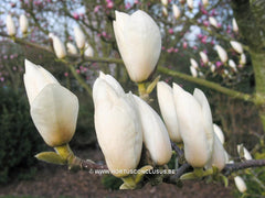 Magnolia 'Gresham GG11' - Sierboom - Hortus Conclusus  - 2