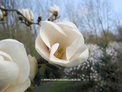 Magnolia 'Gresham GG11' - Sierboom - Hortus Conclusus  - 3