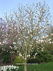 Magnolia 'Gresham GG11' - Sierboom - Hortus Conclusus  - 4