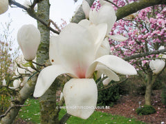 Magnolia 'Gresham GG11' - Sierboom - Hortus Conclusus  - 5