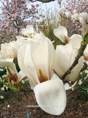 Magnolia 'Gresham GG11' - Sierboom - Hortus Conclusus  - 6