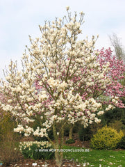 Magnolia 'Gresham GG11' - Sierboom - Hortus Conclusus  - 7