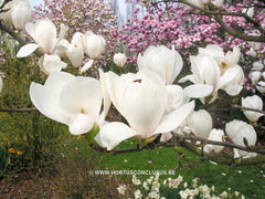 Magnolia 'Gresham GG11' - Sierboom - Hortus Conclusus  - 8