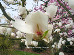 Magnolia 'Gresham GG11' - Sierboom - Hortus Conclusus  - 9
