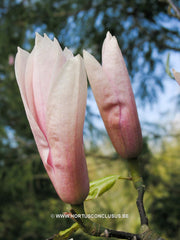 Magnolia 'Heaven Scent' - Sierboom - Hortus Conclusus  - 1