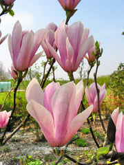 Magnolia 'Heaven Scent' - Sierboom - Hortus Conclusus  - 2