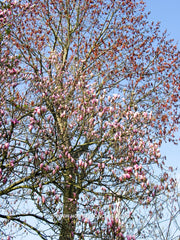Magnolia 'Heaven Scent' - Sierboom - Hortus Conclusus  - 4