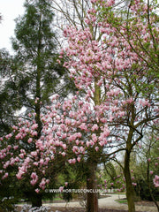 Magnolia 'Heaven Scent' - Sierboom - Hortus Conclusus  - 6
