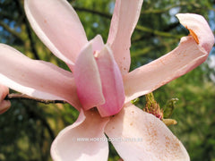 Magnolia 'Heaven Scent' - Sierboom - Hortus Conclusus  - 7