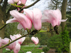 Magnolia 'Helen Fogg' - Sierboom - Hortus Conclusus  - 1
