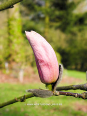 Magnolia 'Helen Fogg' - Sierboom - Hortus Conclusus  - 2