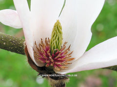 Magnolia 'Helen Fogg' - Sierboom - Hortus Conclusus  - 3