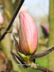 Magnolia 'Helen Fogg' - Sierboom - Hortus Conclusus  - 4