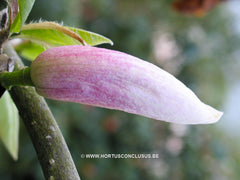 Magnolia 'Helen Fogg' - Sierboom - Hortus Conclusus  - 5