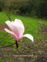 Magnolia 'Helen Fogg' - Sierboom - Hortus Conclusus  - 6