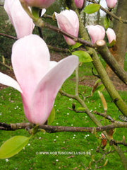 Magnolia 'Helen Fogg' - Sierboom - Hortus Conclusus  - 7